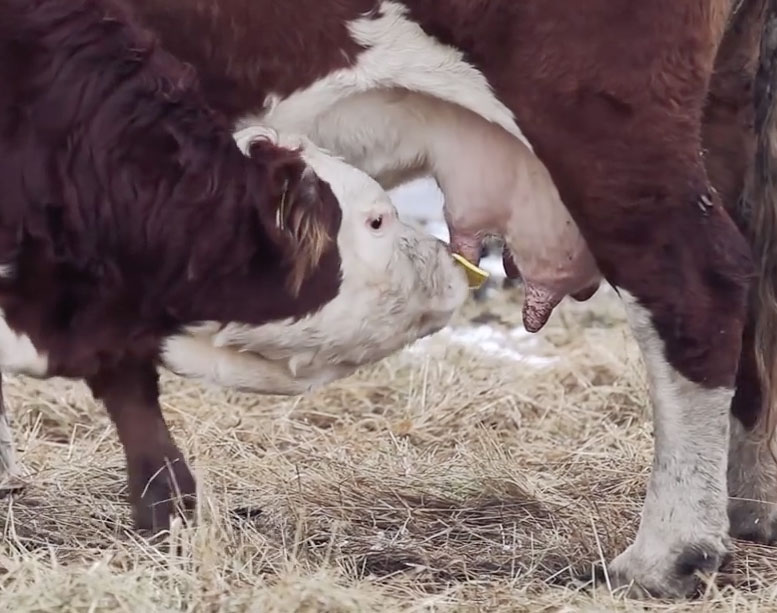 Two Stage Weaning Calves