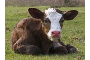 Maintaining a fertile cattle herd