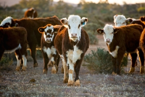 Vaccinating your Cattle