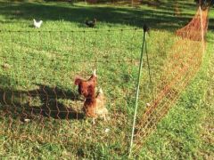 Thunderbird Electric Fence Poultry Netting 106cm x 50mt