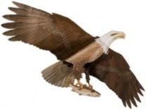 EAGLE JACKITE