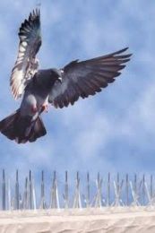 BIRD SPIKES