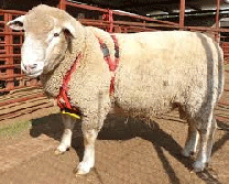 Matingmark Mating Harness for Ram and Buck