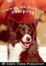 Training the Working Sheep Dog DVD