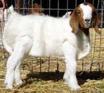 Kid Goat Woolover Covers 15 Pack