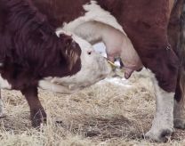 QuietWean Calf Weaner - 25 Pack