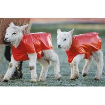 Bainbridge Lamb Blankets - 50 Pack
