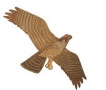 PEREGINE FALCON JACKITE