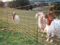 Thunderbird Electric Netting for Sheep, Goat, Calf and Free Range Pigs