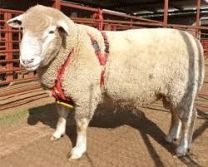 Matingmark Mating Harness for Ram and Buck