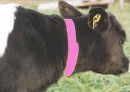 10 Pink Calf Neck Bands