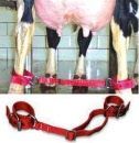 Fully Adjustable Cow Hobble
