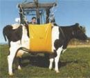 Elfin Cow Sling