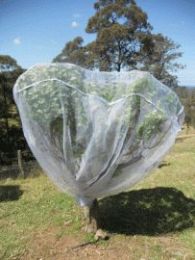Fruit Saver Net Standard