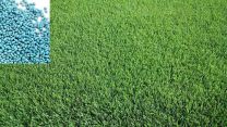 Pure Whittet Kikuyu Grass Seed Per KG
