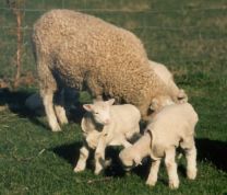 Lamb Coats - Woolovers Pack of 10