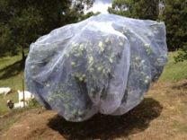 Fruit Saver Net Large
