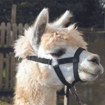 Halter for Alpacas