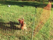 Thunderbird Electric Fence Poultry Netting 106cm x 50mt