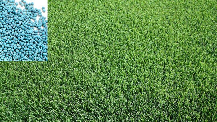 Kikuyu discount grass seed