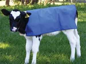 Preparing Your Calves for show – Halter and Lead