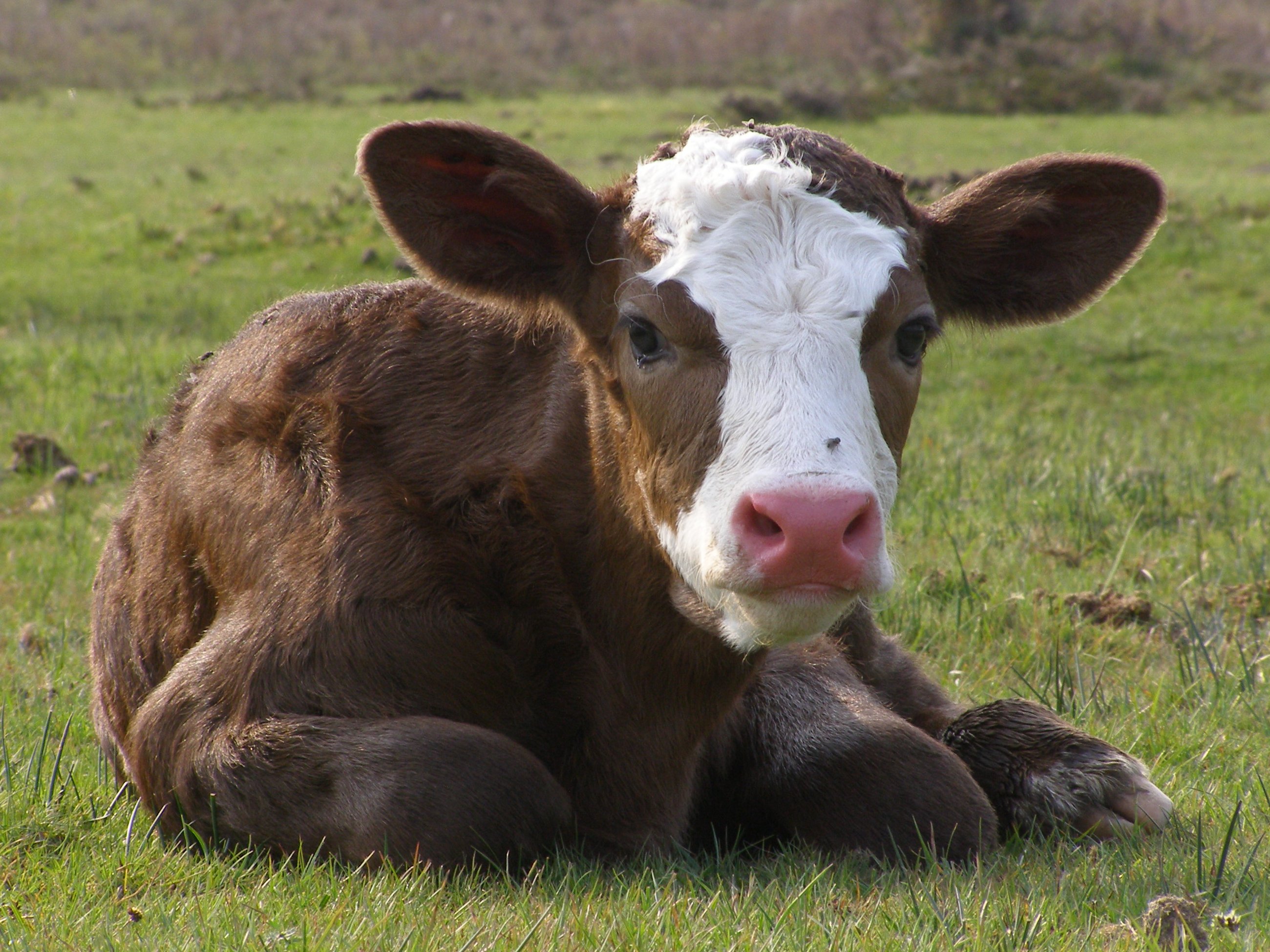 Cattle rearing - The importance of colostrum to newborn calves