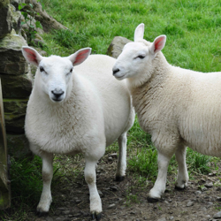 Drenches for sheep, goats and Alpacas