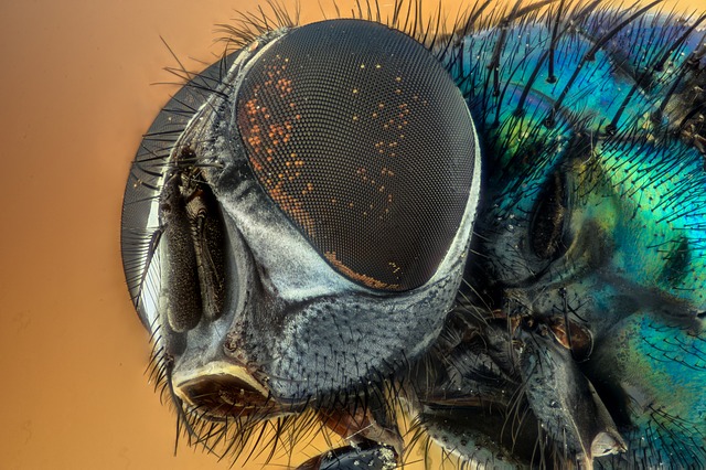 Are you prepared for this summer’s flies?